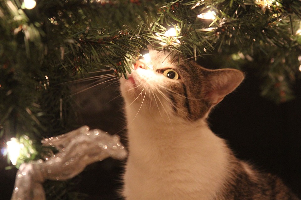 cat-investigating-christmas-tree