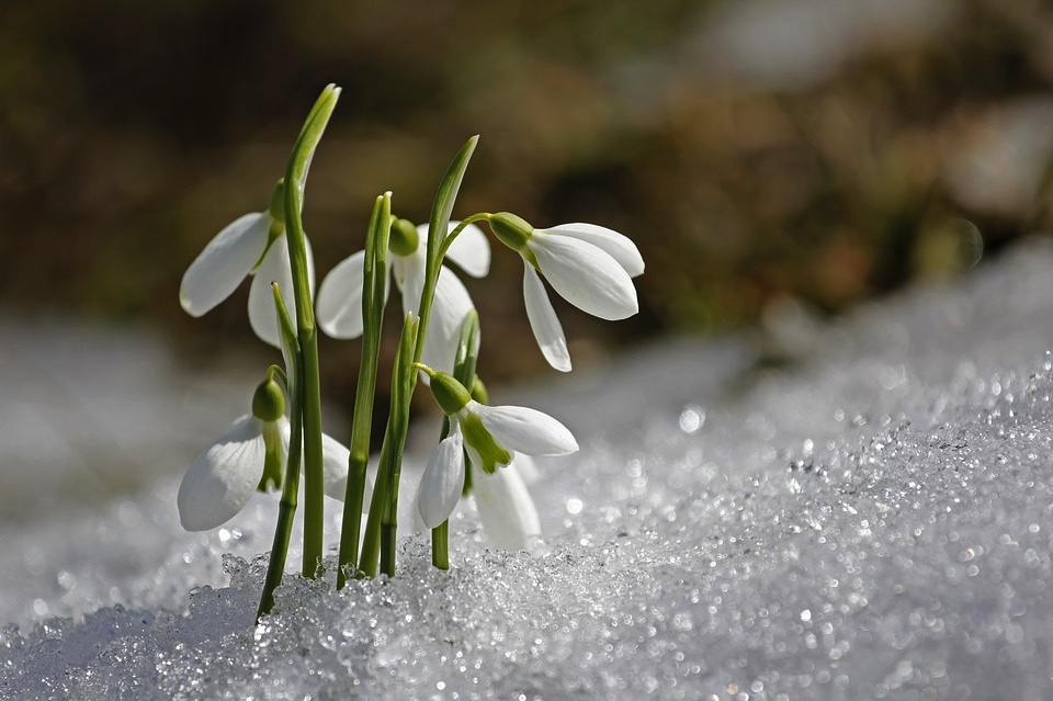 flowers-poking through-snow-spring