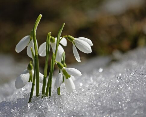 flowers-poking through-snow-spring